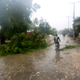 A man rides past an uprooted tree in Leogane, Haiti on Tuesday, October 4th. Image: AP